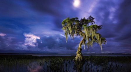 International Garden Photographer of the Year 2014 - PHOTO