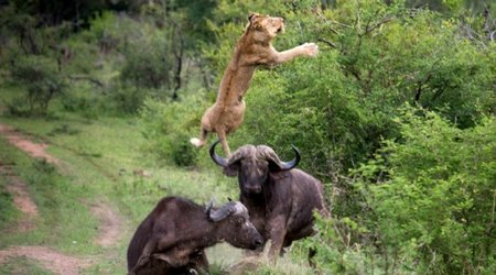 Buffalo Kills male lions. Buffalos get payback - VIDEO