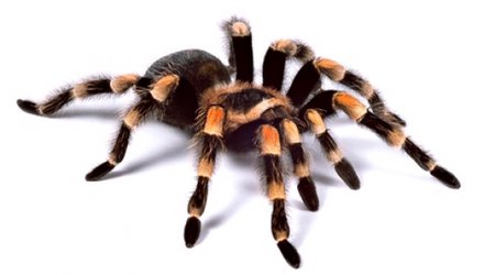 Research proves people's fear of spiders leads to exaggeration