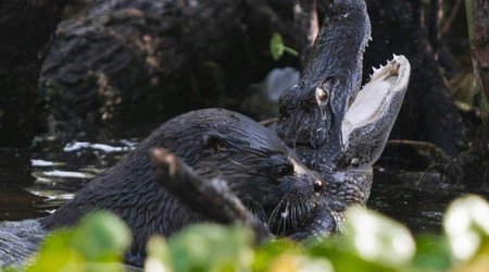 An Otter Attacked An Alligator, And Then Ate It - PHOTO+VIDEO