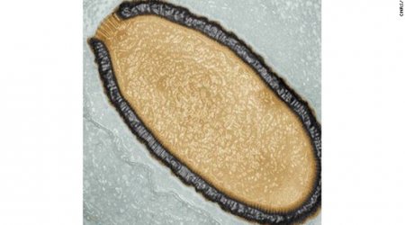 Scientists dig up giant virus more than 30,000 years old