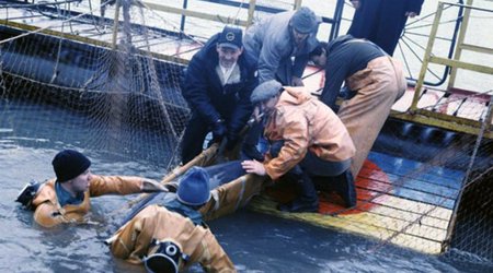 Ukraine’s secret unit of spy DOLPHINS - PHOTO