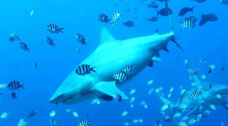 Can science stop sharks attacking humans?
