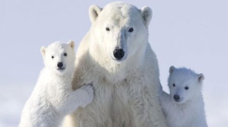 Top 10 amazing animal mothers - VIDEO