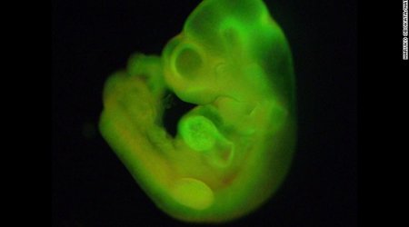 Stem cell scientist guilty of falsifying data