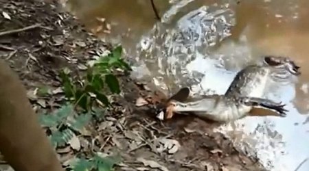 SHOCKING video of alligator that tucks into an electric eel - VIDEO