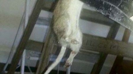 'Rats the size of cats are invading our cities' - PHOTO