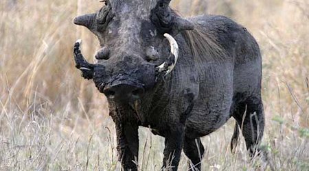 Top 10 Most Ugliest Animals In The World - PHOTO