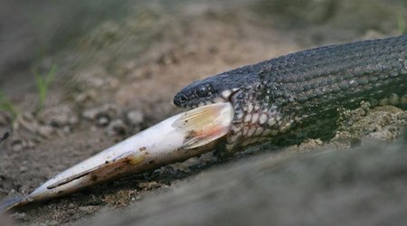 Snake anglers - PHOTO