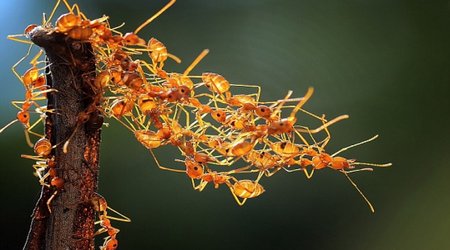 Ants stranded in tree build their own bridge - PHOTO