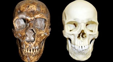 Neanderthals were not less intelligent than modern humans