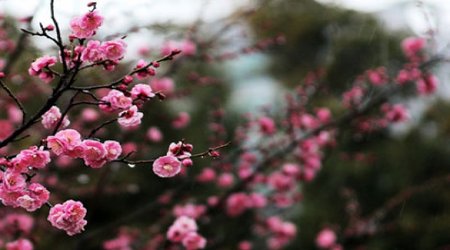 Baku weather forecast for May 2