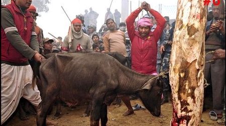 The world's biggest ritual slaughter - PHOTO+VIDEO