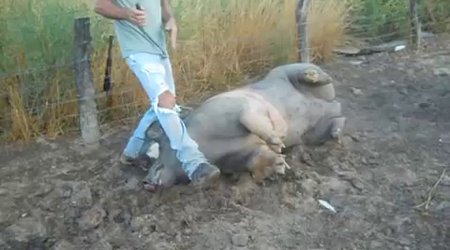 Shooting and bleeding the hog
