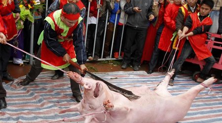 The brutal festival at Nem Thuong village, Vietnam - VIDEO