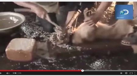 Most barbaric place on earth for dogs -