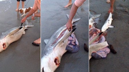 Jaws of life