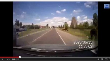 Car hits cows