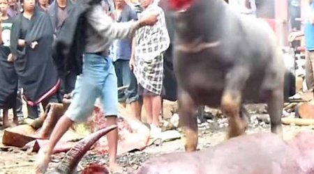 Tana Torajah Funeral Ceremony Water Buffalo Sacrifice