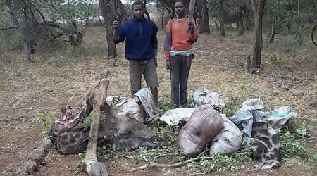 Giraffes suffocated in wire traps