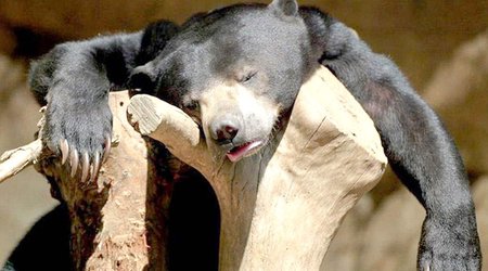 These party animals know EXACTLY how you feel
