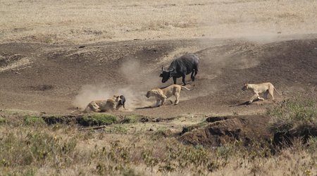 Buffalo takes on THREE hungry lions to rescue young calf