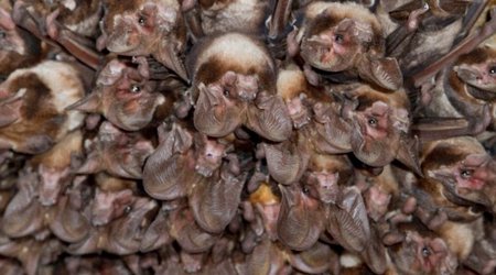 Scientists believe 'young boy playing near colony of infected bats' sparked the crisis