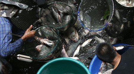 Derelict shopping plaza in Thailand becomes natural urban aquarium