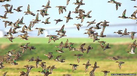 'Wild birds may spread flu virus'