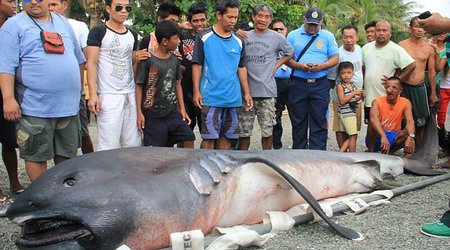 'Toothless' monster from the deep