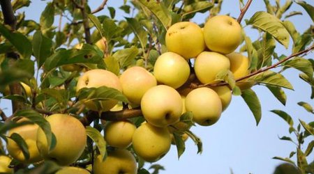 Qubada alma məhv edilir