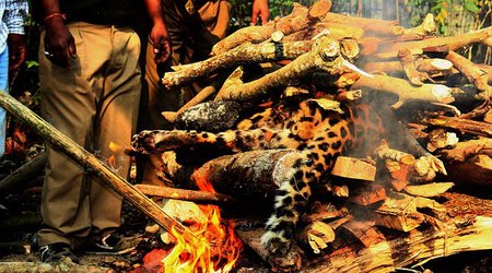 Indian officials burning the body of an endangered leopard