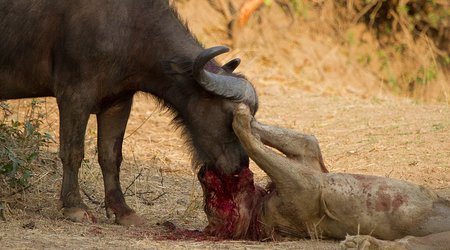 Battle to the death
