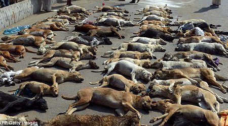 Dozens of dogs killed in Pakistan in response to rising numbers of strays