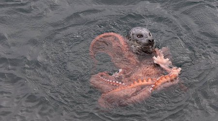 Struggle between a giant octopus and a determined seal