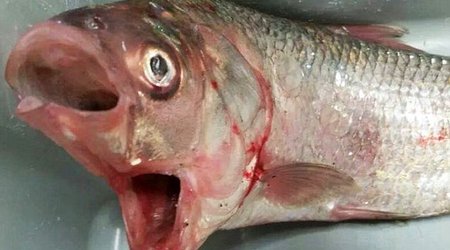 Another creature from the deep