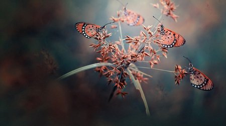 The beautiful and the bizarre come together in the world’s greatest photographs