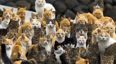 The island where it's reigning cats...