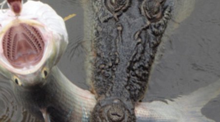 Fisherman captures the moment he reels in a salmon