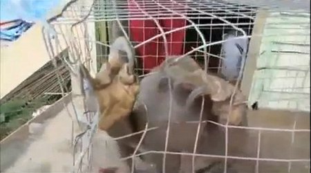 What IS this scary looking beast which can chew through its steel cage?