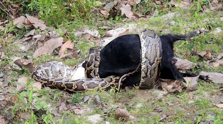 Horrific moment live goat is swallowed by 10ft python in Indian nature reserve