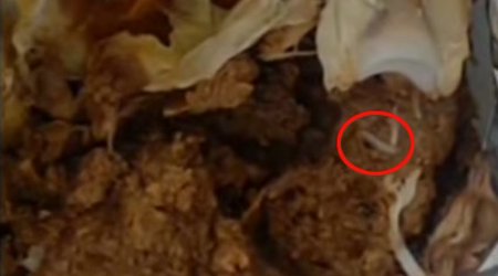 Bakıda ləvəngidən qurd çıxdı - Video