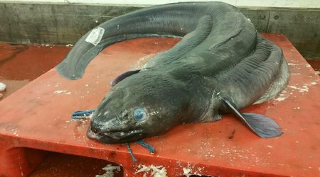 Record-breaking fish caught off British coast