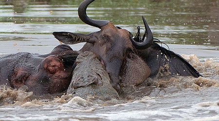 Amazing three-way battle to the death between a hippo, a crocodile and a wildebeest