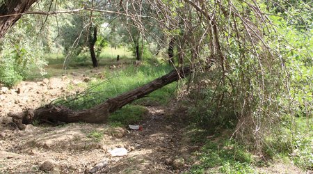 Bakının göz dağı: "Dendropark" - FOTOLAR