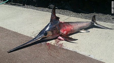 Swordfish kills fisherman who was trying to ...