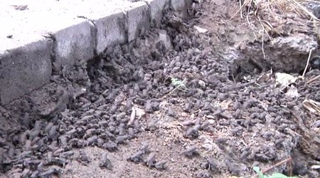 Tens of thousands of TOADS descend on town following heavy rainfall