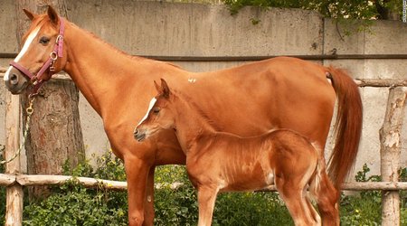 Azerbaijan fights to protect national animal from extinction