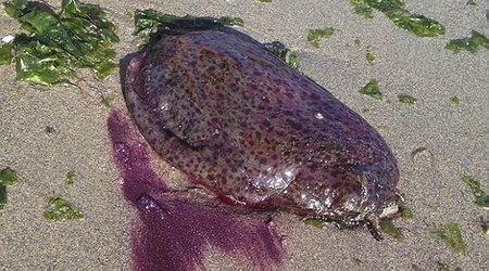 California residents call police after as giant purple sea slugs wash up on beach