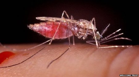 New anti-malaria drug developed at Dundee University